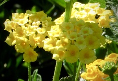 Lantana × hybrida