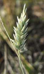 Enneapogon nigricans