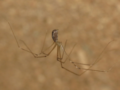 Pholcus phalangioides