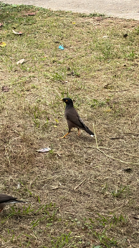 Acridotheres tristis observed 2026-10-30