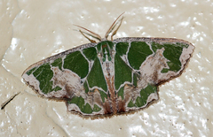 Archichlora viridimacula