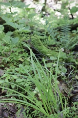 Carex sparganioides