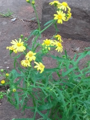 Senecio squalidus