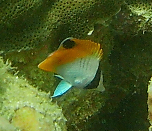 Chaetodon auriga observed 2026-10-30