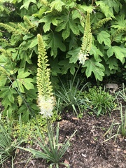 Melanthiaceae