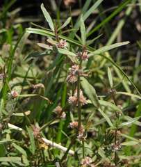 Alternanthera denticulata
