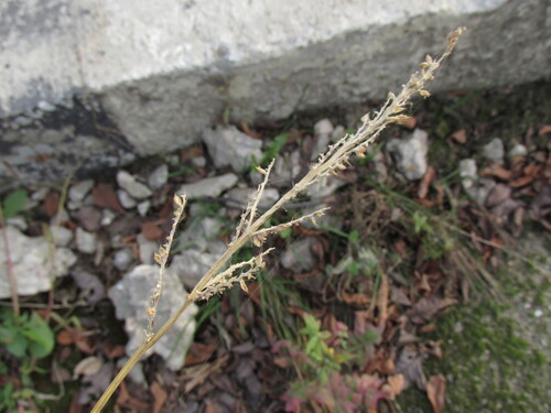 Echinochloa crus-galli observed 2026-10-29