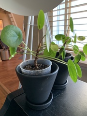Pilea peperomioides