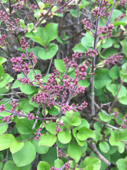 Syringa meyeri