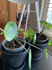 Pilea peperomioides