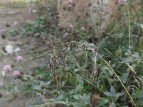 Poa pratensis observed 2026-10-29