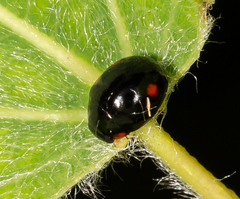 Hyperaspis campestris