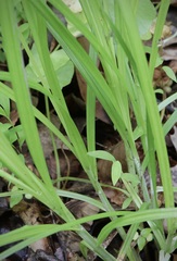 Carex sparganioides