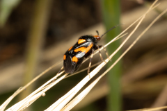 Deraeocoris schach