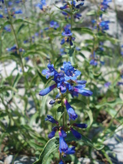 Penstemon watsonii