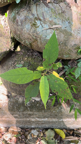 Ficus observed 2026-10-30