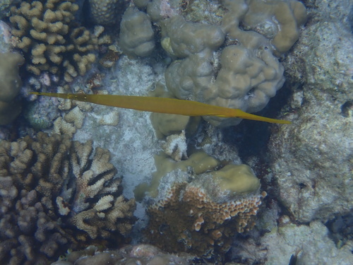 Aulostomus chinensis observed 2026-10-26