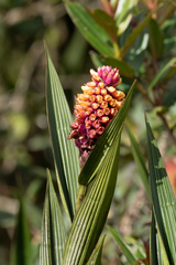 Elleanthus myrosmatis