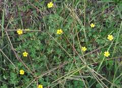 Oxalis exilis
