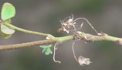 Oxalis exilis