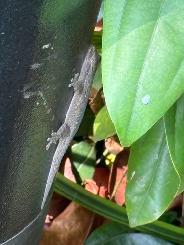 Hemidactylus frenatus observed 2026-10-30