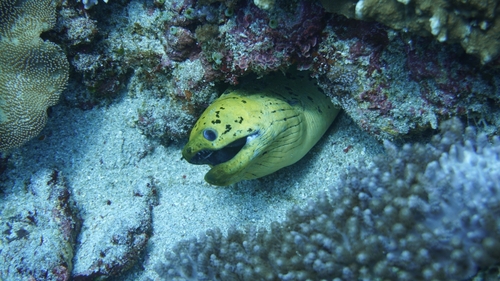 Gymnothorax observed 2026-10-30