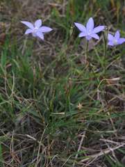 Wahlenbergia capillaris