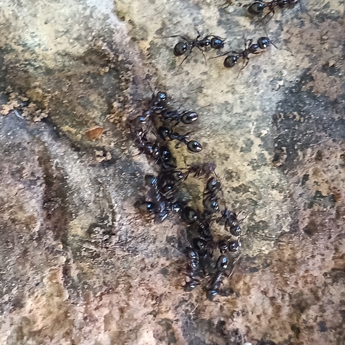 Monomorium monomorium observed 2026-10-30