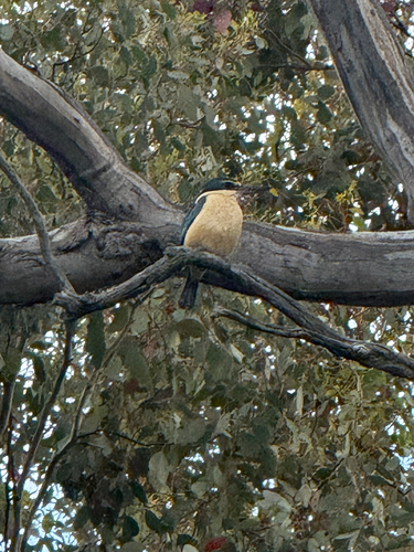 Todiramphus sanctus observed 2026-10-30