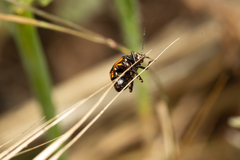 Deraeocoris schach