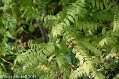 Sorbaria sorbifolia