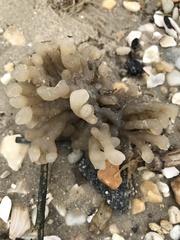 Alcyonidioidea