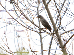 Molothrus bonariensis
