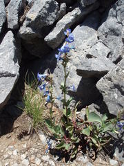 Penstemon pachyphyllus