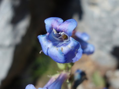 Penstemon pachyphyllus