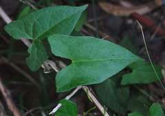 Calystegia sepium roseata