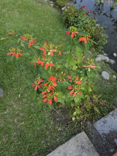 Euphorbia heterophylla observed 2026-10-30