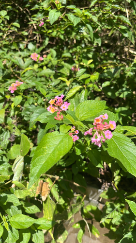 Lantana camara observed 2026-10-30