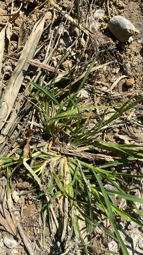 Eleusine indica observed 2026-10-30