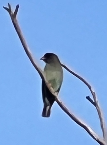 Eurystomus orientalis observed 2026-10-30
