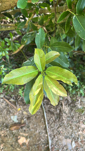 Ficus observed 2026-10-30