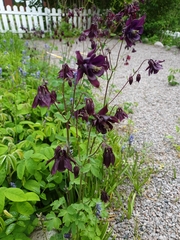 Aquilegia atrata