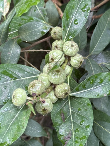 Ficus observed 2026-10-30