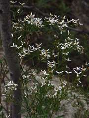 Olearia decurrens