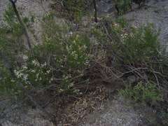 Olearia decurrens