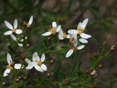 Olearia decurrens