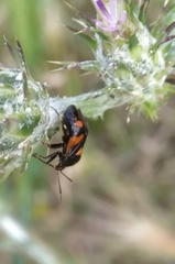 Deraeocoris schach