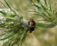 Deraeocoris schach