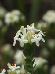 Pimelea glauca