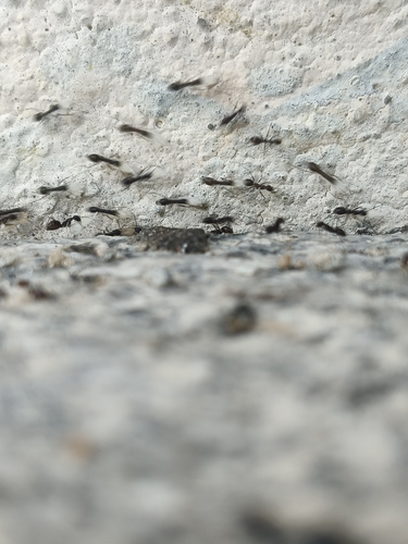 Paratrechina longicornis observed 2026-10-30